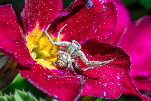 Foto profissional grátis de aracnídeos, aranha, aranha caranguejo terrestre