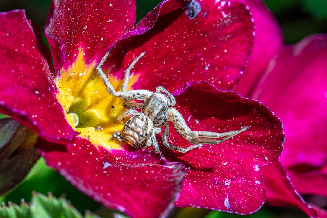 คลังภาพถ่ายฟรี ของ arachnids, กลีบดอกไม้, การควบคุมศัตรูพืชตามธรรมชาติ