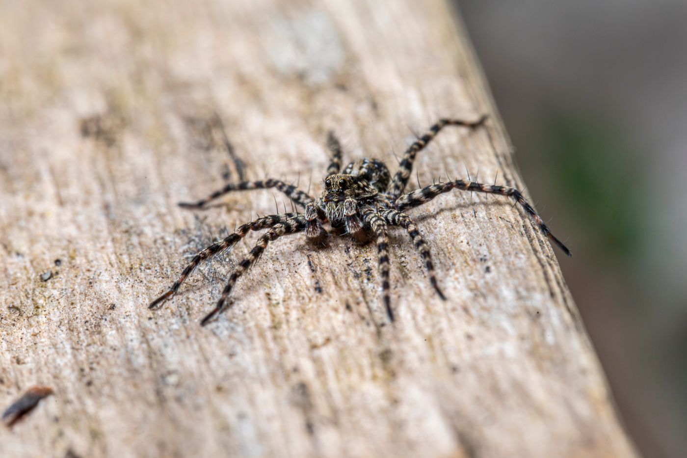 Close-up of a wolf spider camouflaged on a wood surface, a pest addressed by Pest Control Fort Collins CO