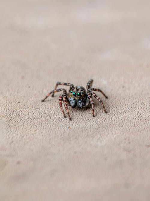 거미, 거미 생태, 거미 종의 무료 스톡 사진