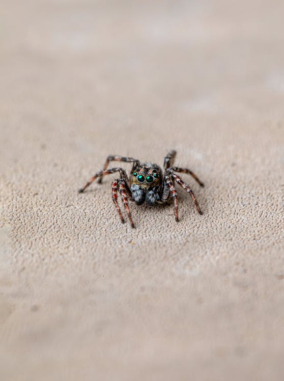 保育生物學, 動物, 半刃牆跳蜘蛛 的 免費圖庫相片