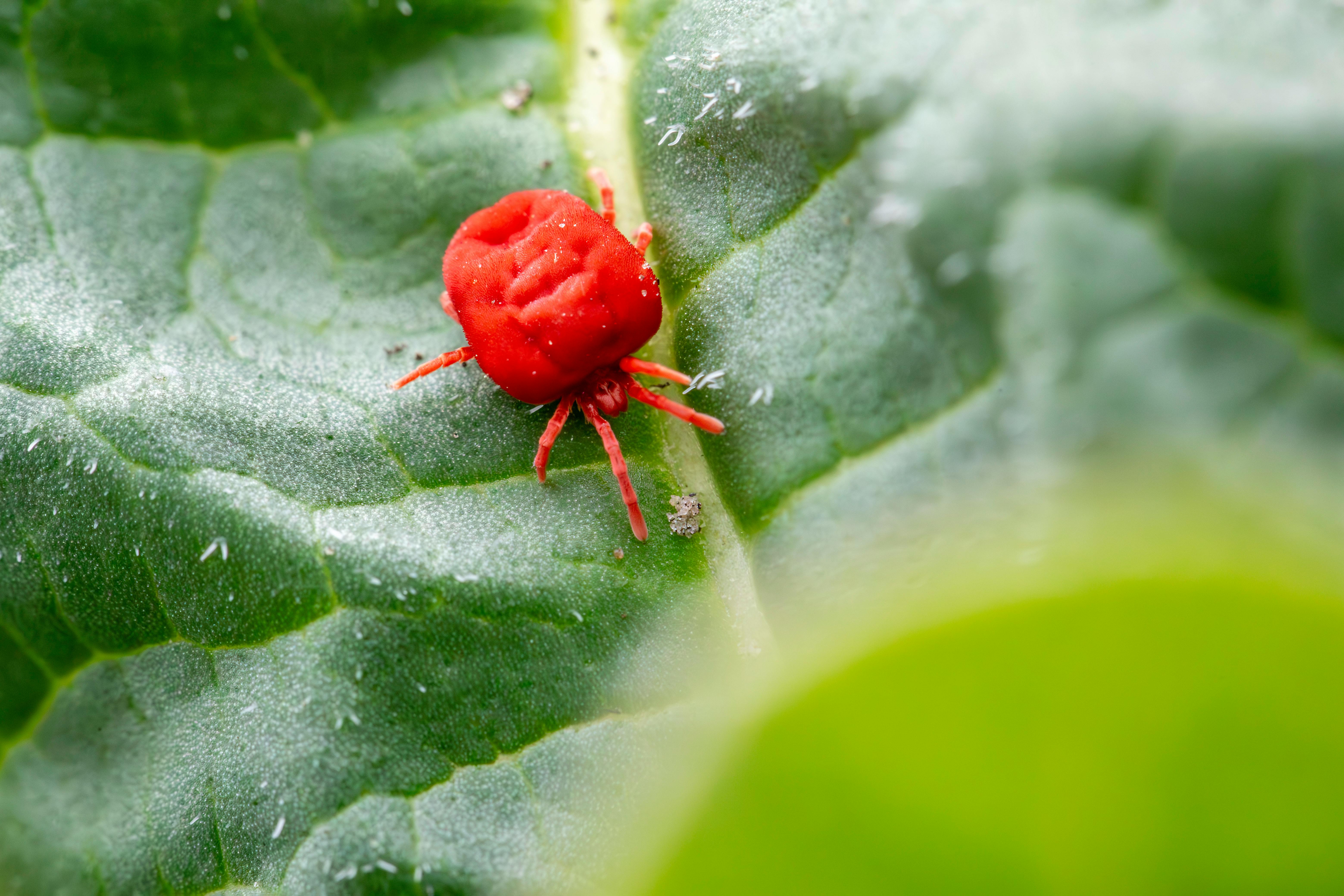 predatory mites sachet in greenhouse