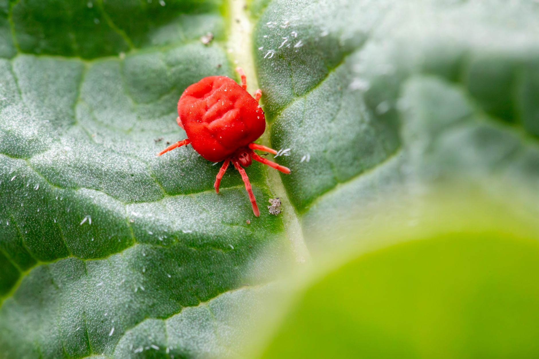 predatory mites sachet in greenhouse
