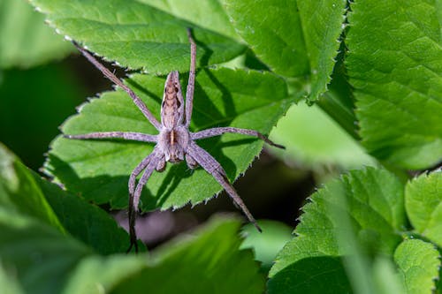 Free stock photo of arachnids, biodiversity, ecological role