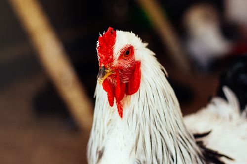 Free Detailed close-up of a rooster showcasing its vibrant comb and wattles on a rural farm. Stock Photo