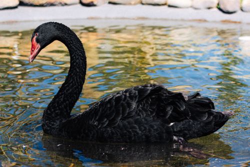Free A beautiful black swan gracefully swimming in a serene pond, showcasing its unique plumage. Stock Photo