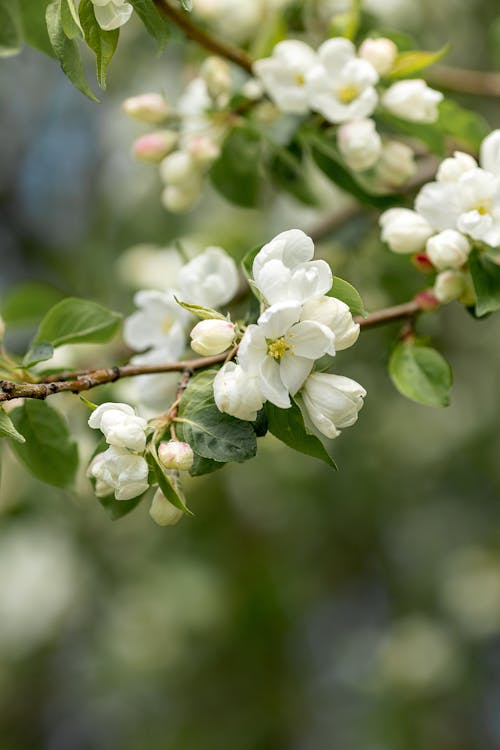 A close up of white flowers on a tree branch