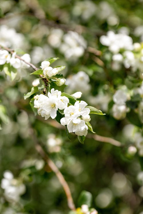 A close up of white flowers on a tree