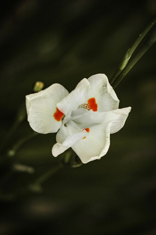 Free Detailed close-up of a white butterfly iris flower with orange spots against a blurred background. Stock Photo