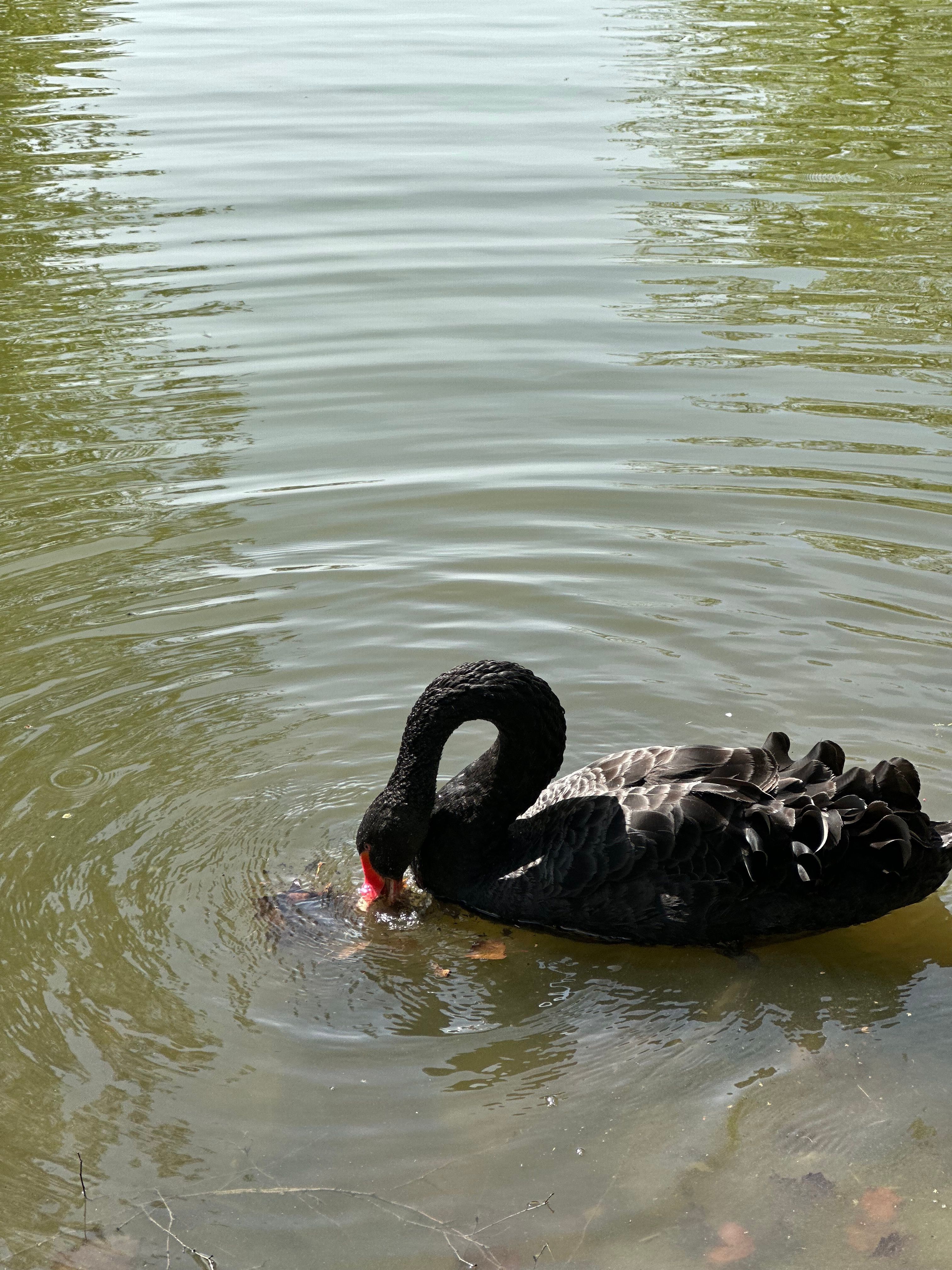 Black Swan Swimming in a Lake · Free Stock Photo