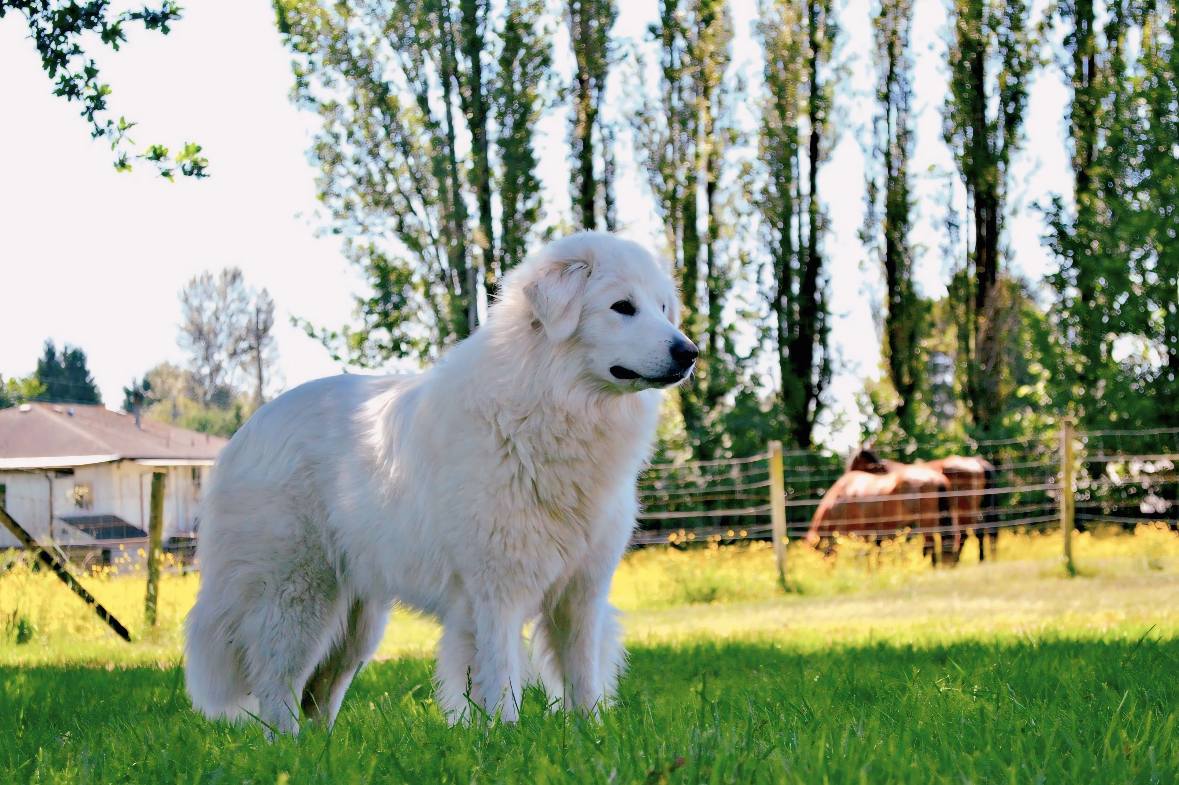 Is Tractor Supply’s Pet Health Pivot and Analyst Upgrade Altering The Investment Case For Tractor Supply (TSCO)? — Photo by E