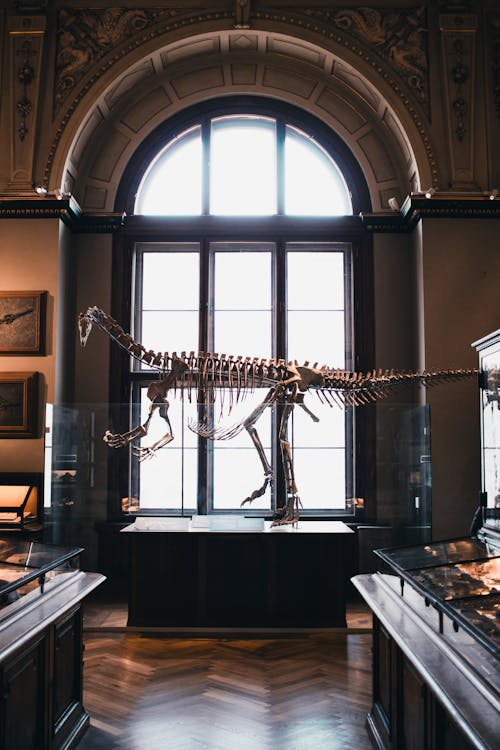 A museum with a large skeleton in the middle of the room