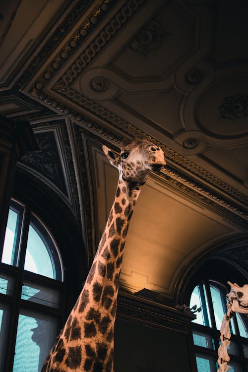 Giraffe in the museum of natural history