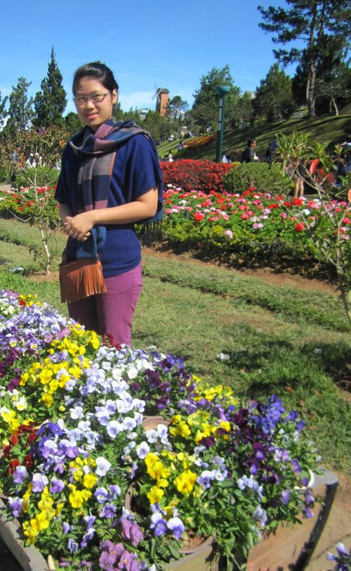 Free stock photo of dalat, flower, vietnam Stock Photo