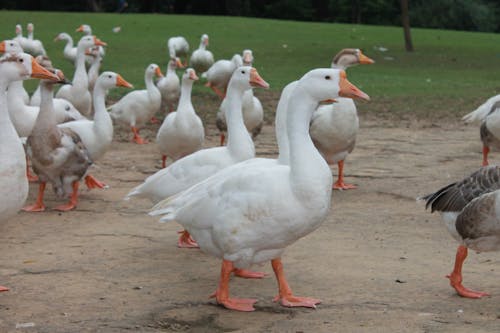 Free stock photo of bath ducks, duck, duck bird