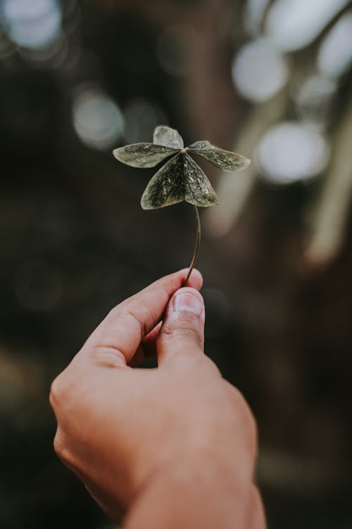 Close-Up Photo of Person Holding Plant