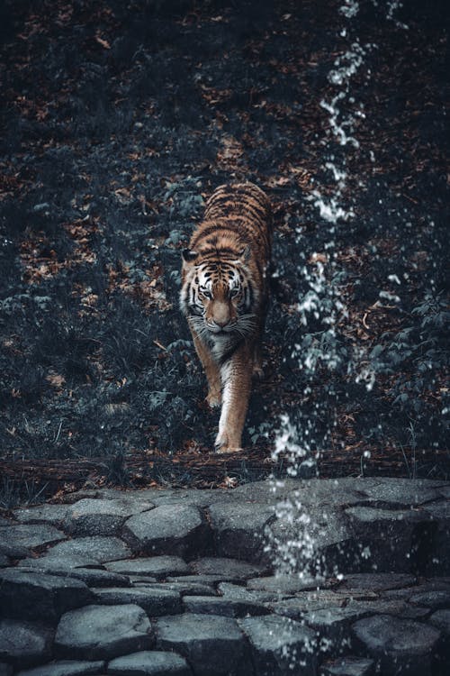 Free A tiger walking through water in the woods Stock Photo