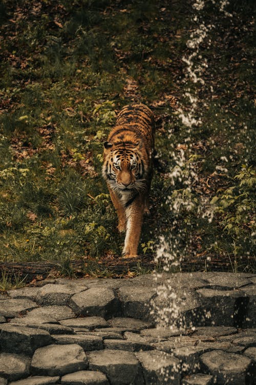 Free A tiger walking through a water fountain Stock Photo
