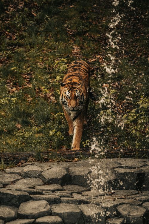 Free A powerful tiger strolls through lush foliage, crossing a small stream in the wild, showcasing its majestic presence. Stock Photo