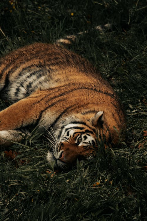 Free A tiger laying down in the grass Stock Photo