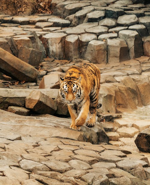 Free A tiger walking on rocks in a zoo Stock Photo