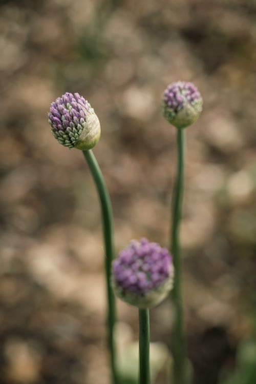 Free Detailed close-up of three budding allium flowers with blurred background, showcasing spring growth. Stock Photo