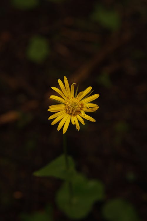 Základová fotografie zdarma na téma barva, divoký, flóra