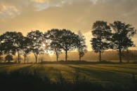 雾蒙蒙的森林上空，日出令人惊叹，营造出一片宁静而优美的风景