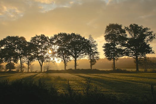 雾蒙蒙的森林上空，日出令人惊叹，营造出一片宁静而优美的风景