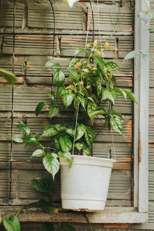 Green Leaf Plant in Pot