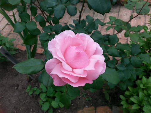 Fotos de stock gratuitas de Rosa, rosa rosada