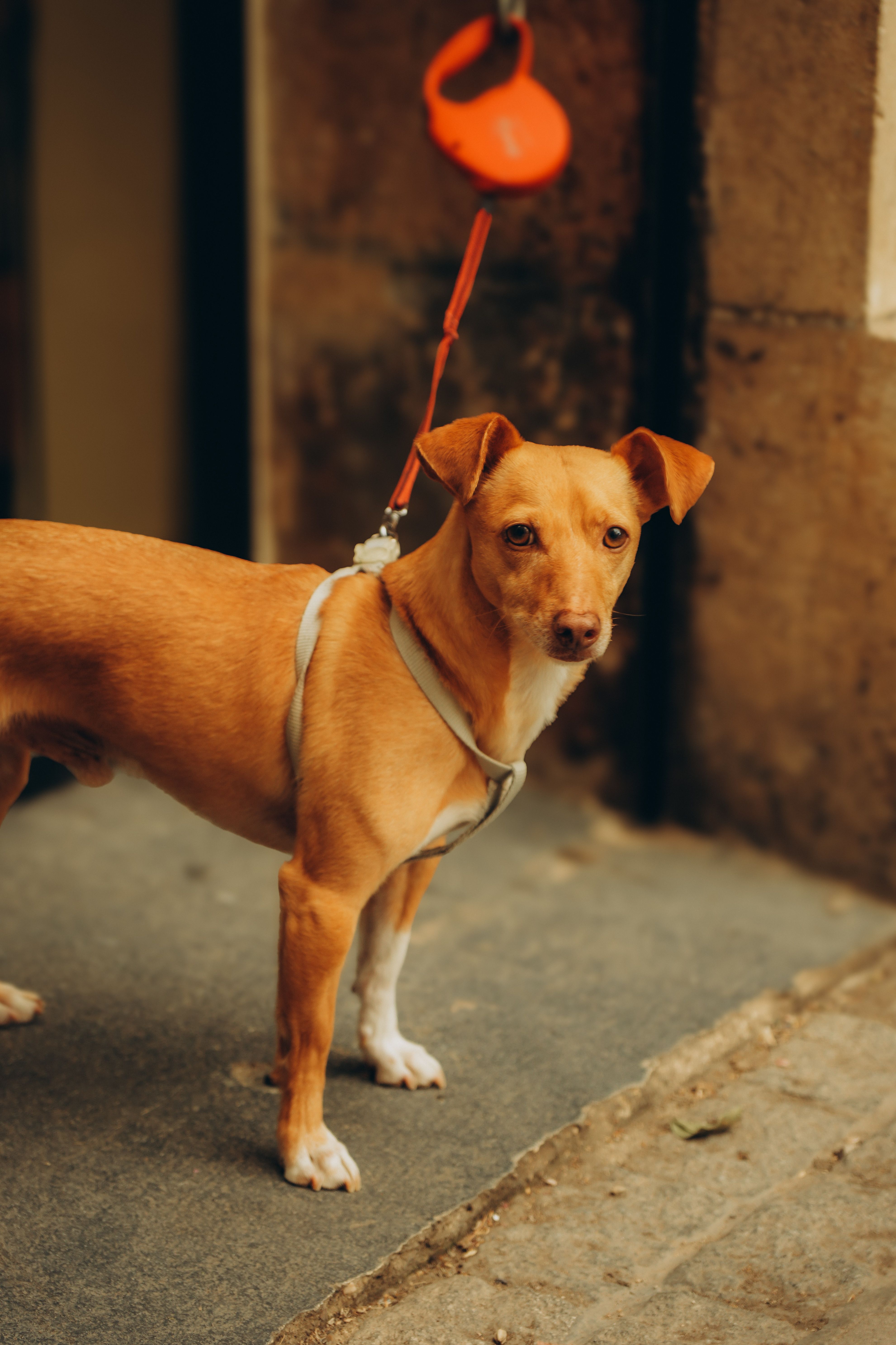 Mon chien boîte : quand faut-il s'inquiéter ?