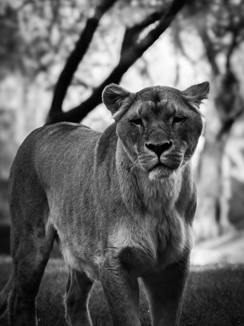 Free Powerful lioness standing gracefully, captured in striking black and white, showcasing her regal presence. Stock Photo
