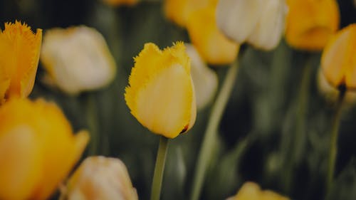 A close up of yellow tulips in a field