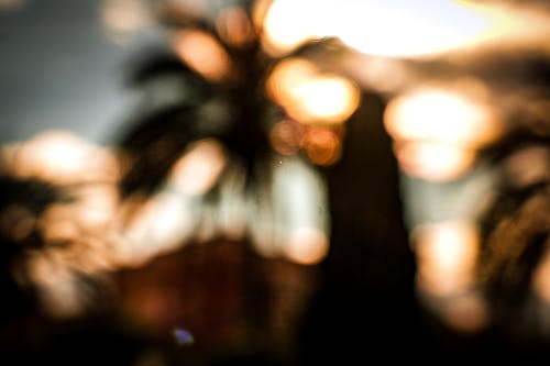 Free stock photo of blur background, palms