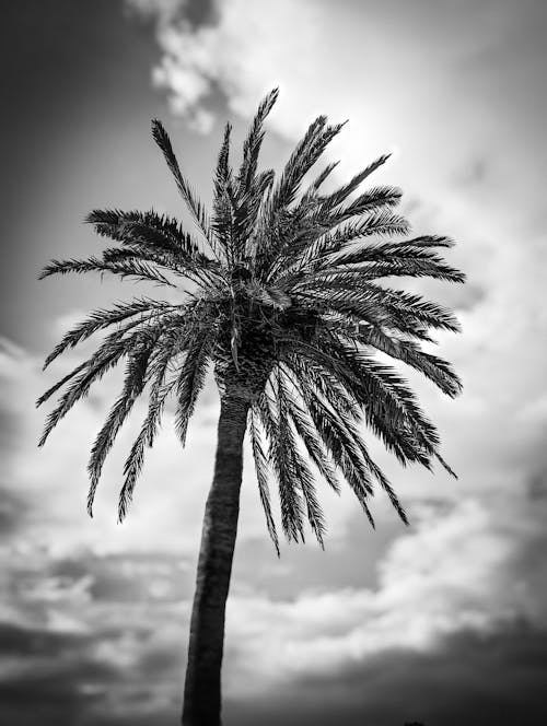 Free stock photo of areca palm, black and white, tree palms