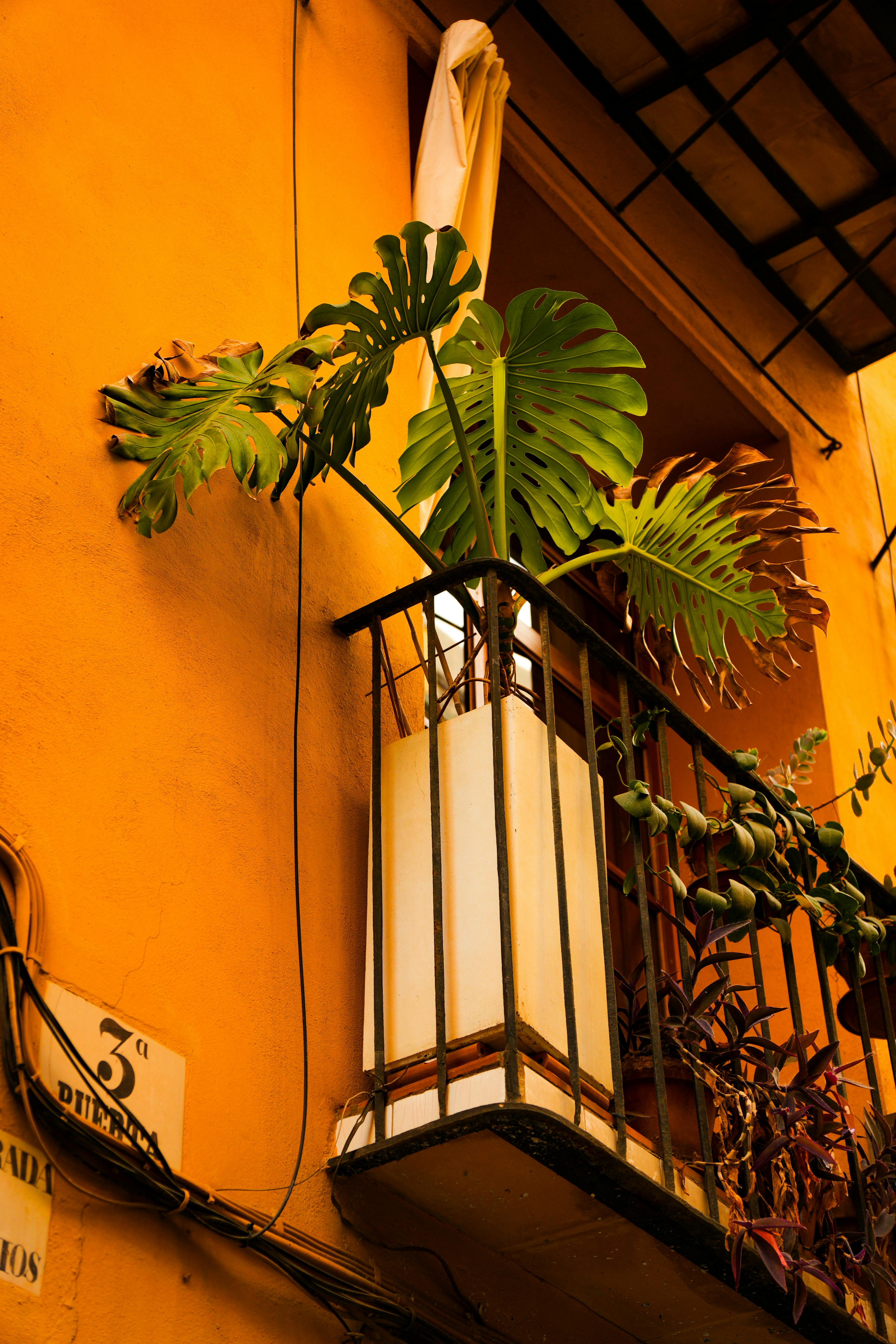 potted plants decorating the balcony