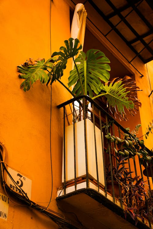 A plant on a balcony with a balcony railing