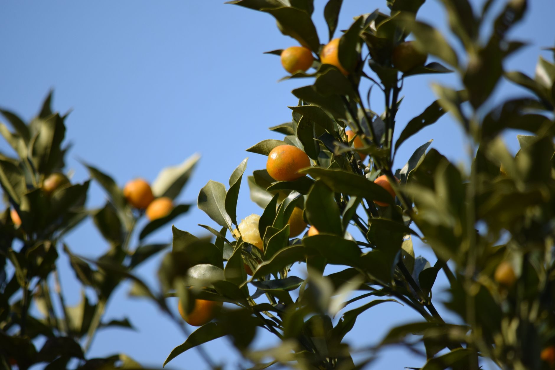 Vibrant mandarines ripening on a tree under a clear blue sky in Japan.