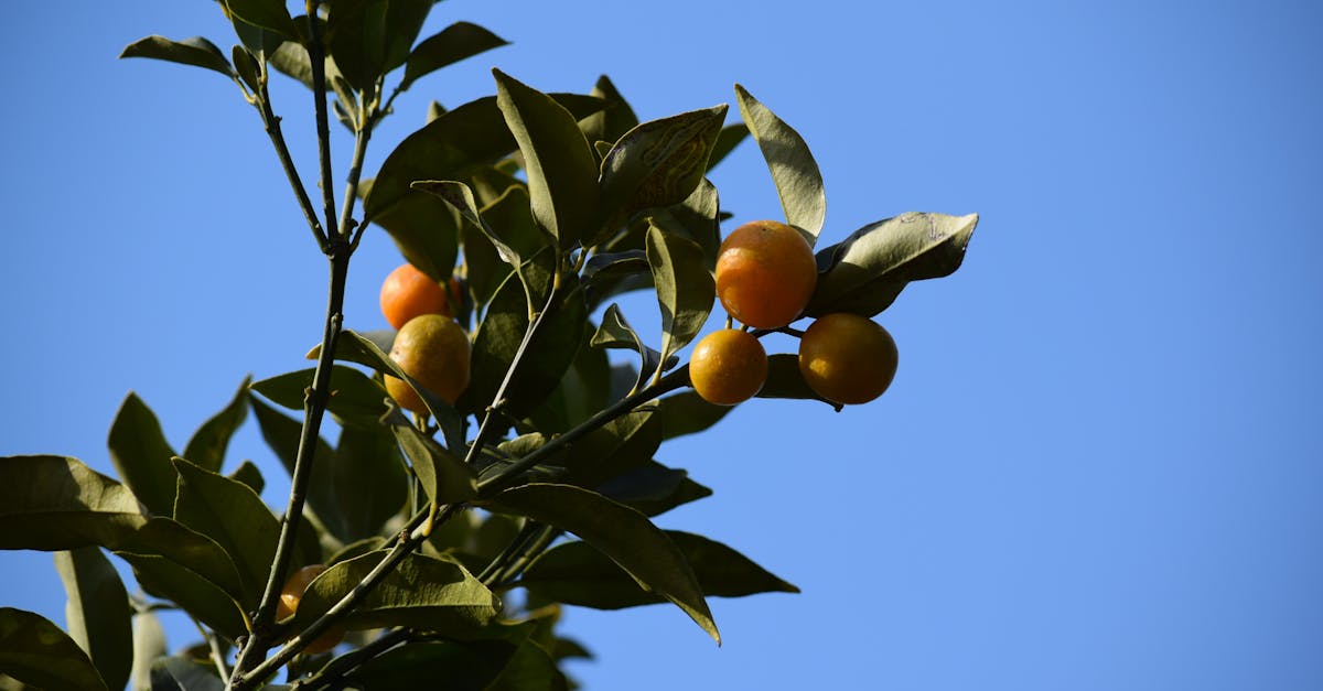 科技:宜蘭金柑轉型拚經濟 從蜜餞到面膜的創新之路