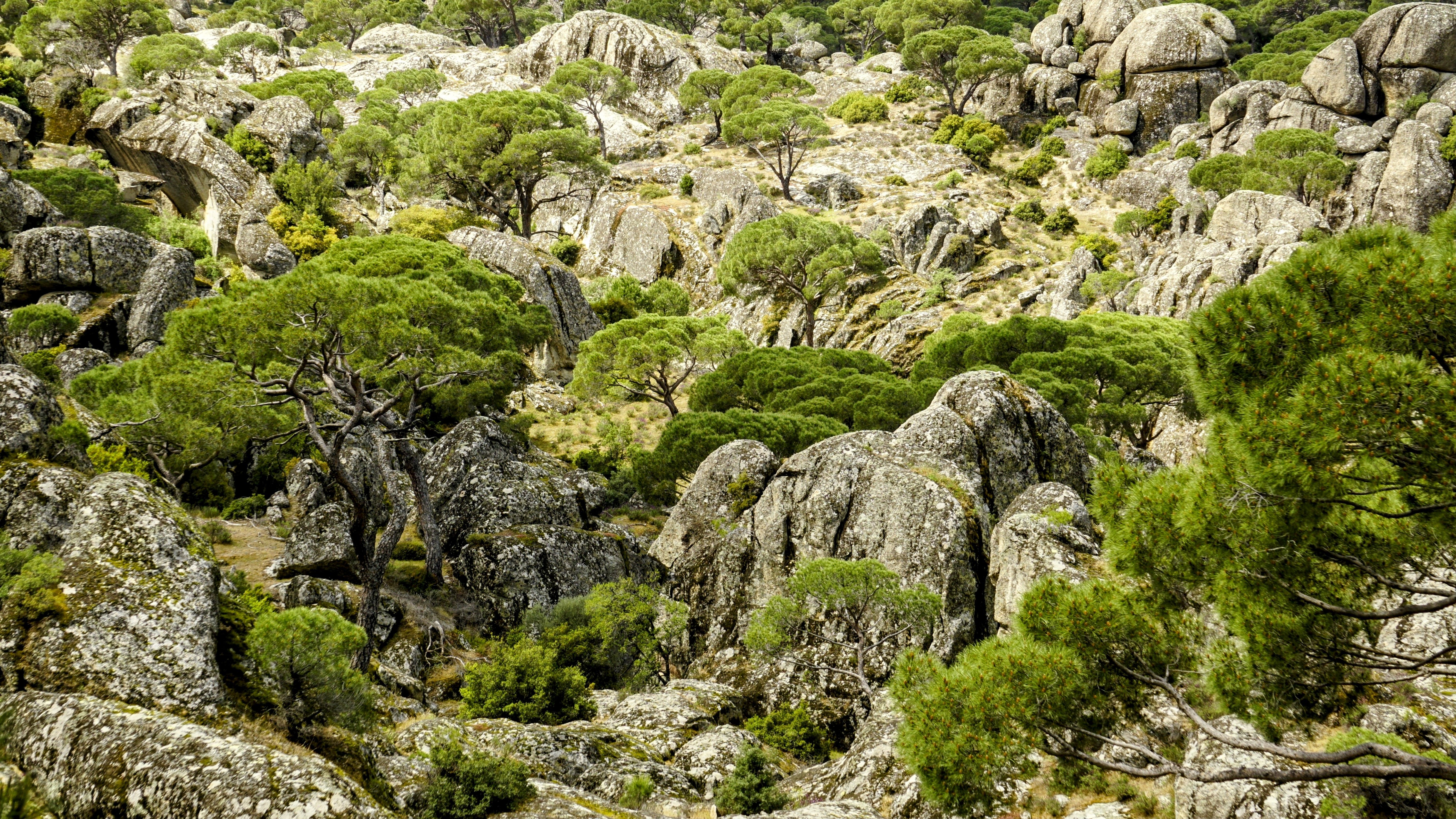 Felsen mit grüner Vegetation