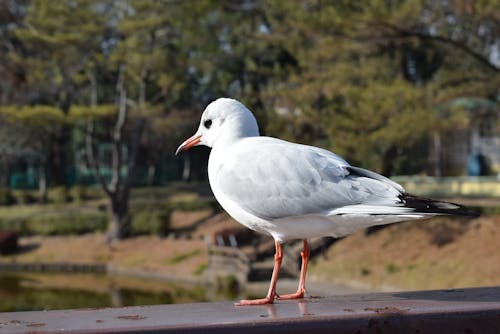 Fotobanka s bezplatnými fotkami na tému čajky, divočina, divý