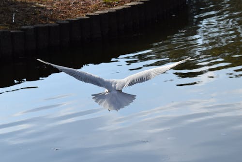 Fotobanka s bezplatnými fotkami na tému čajky, tvor, zviera