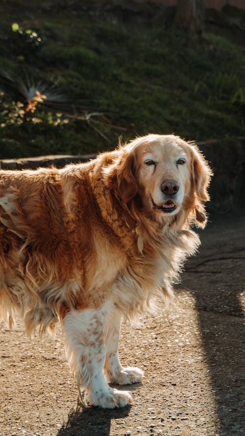 golden retriever dog outside