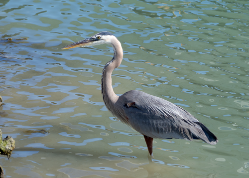 Free A majestic gray heron wading in clear water, showcasing wildlife beauty. Stock Photo