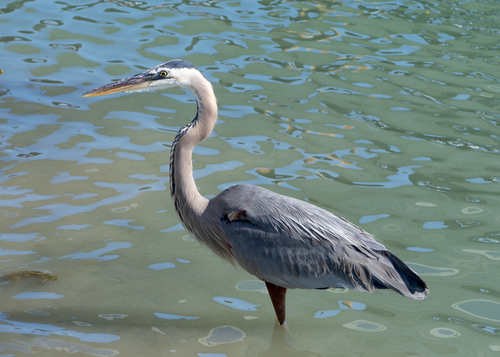 Free Close-up of a great blue heron standing in calm water, showcasing wildlife beauty. Stock Photo