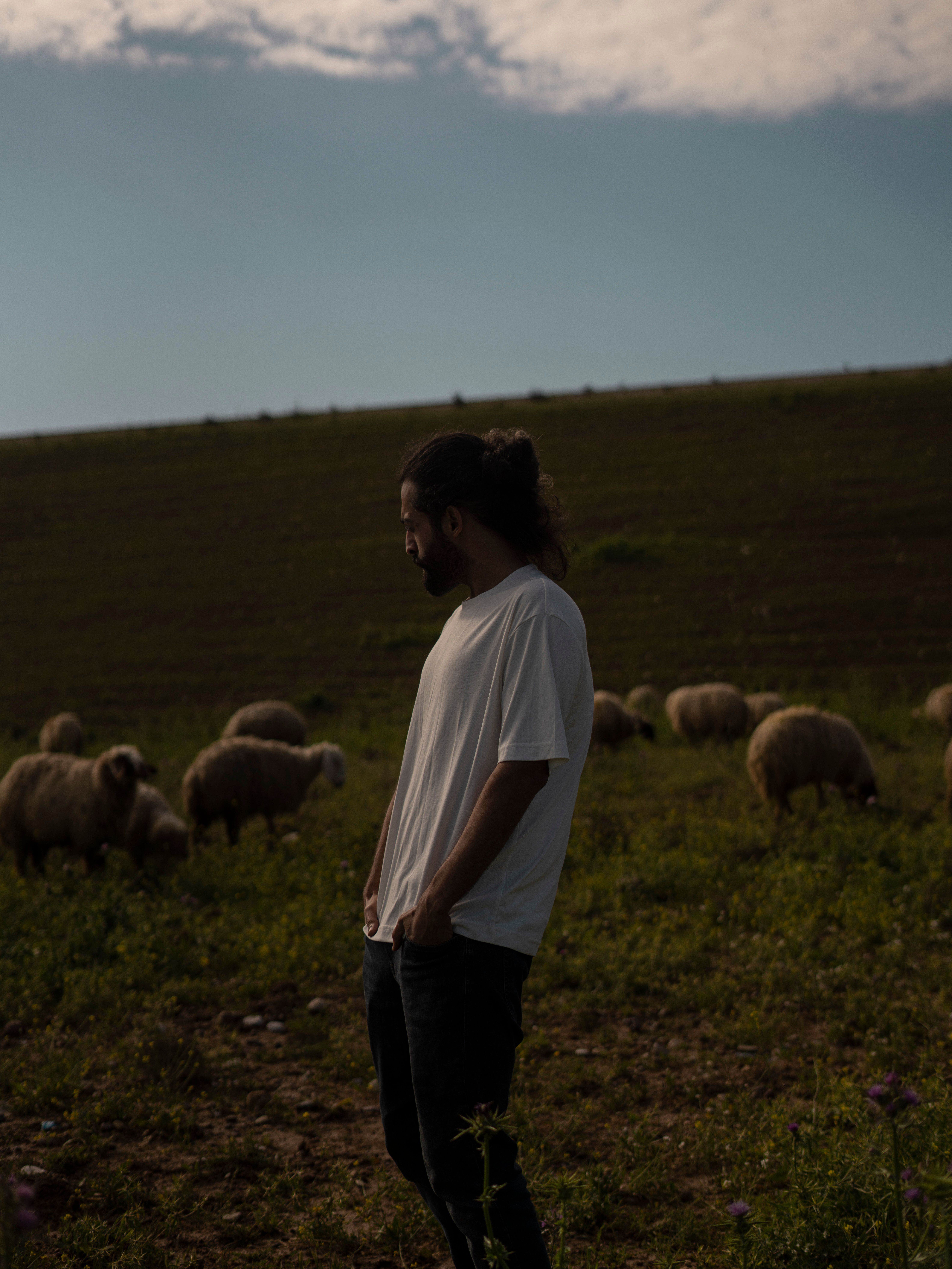 Man standing in a meadow with sheep, rural Baghdad setting.
