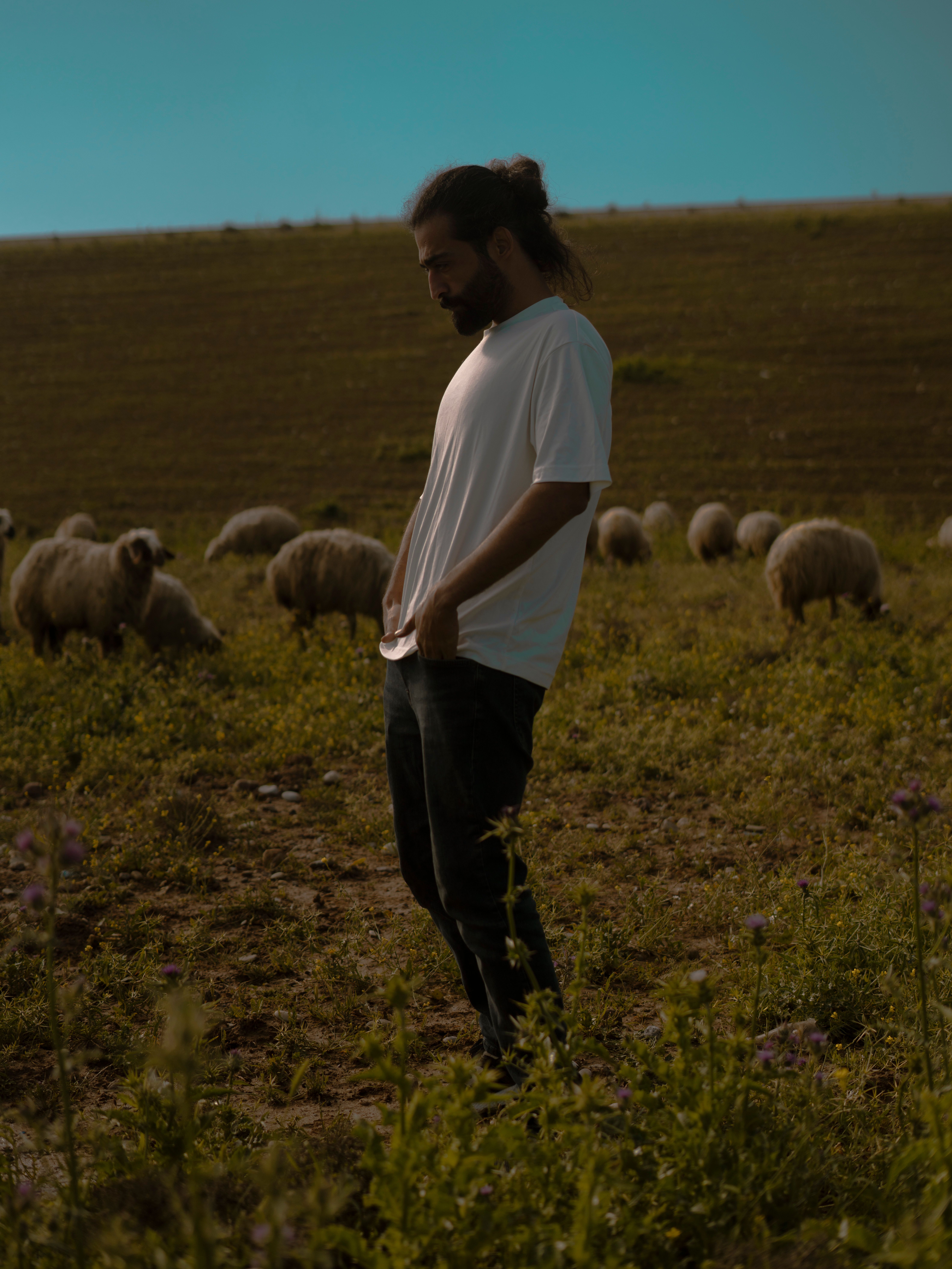 A man stands in a lush field alongside grazing sheep under a clear blue sky.