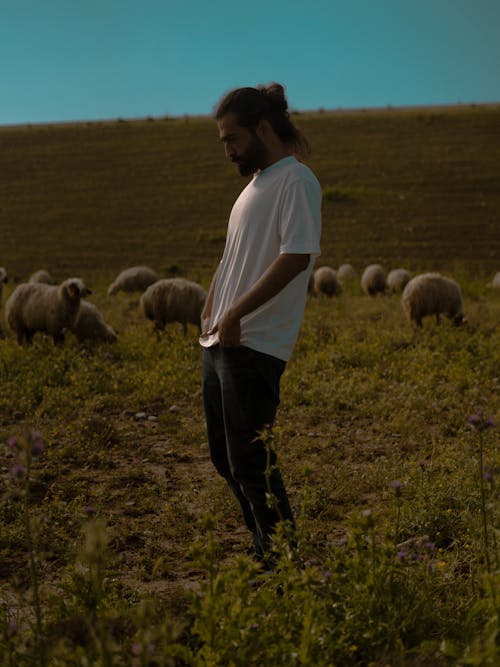 Male Sheep Photos, Download The BEST Free Male Sheep Stock Photos & HD