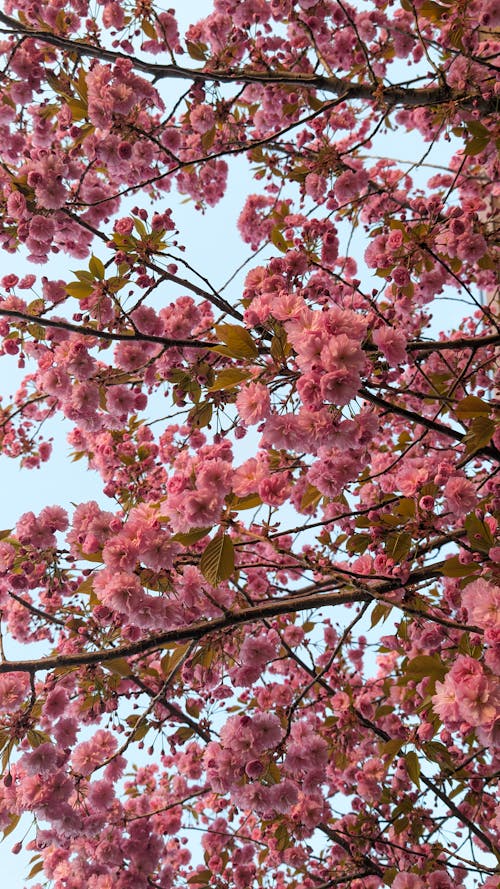açık hava, ağaç, Bahar çiçekleri içeren Ücretsiz stok fotoğraf